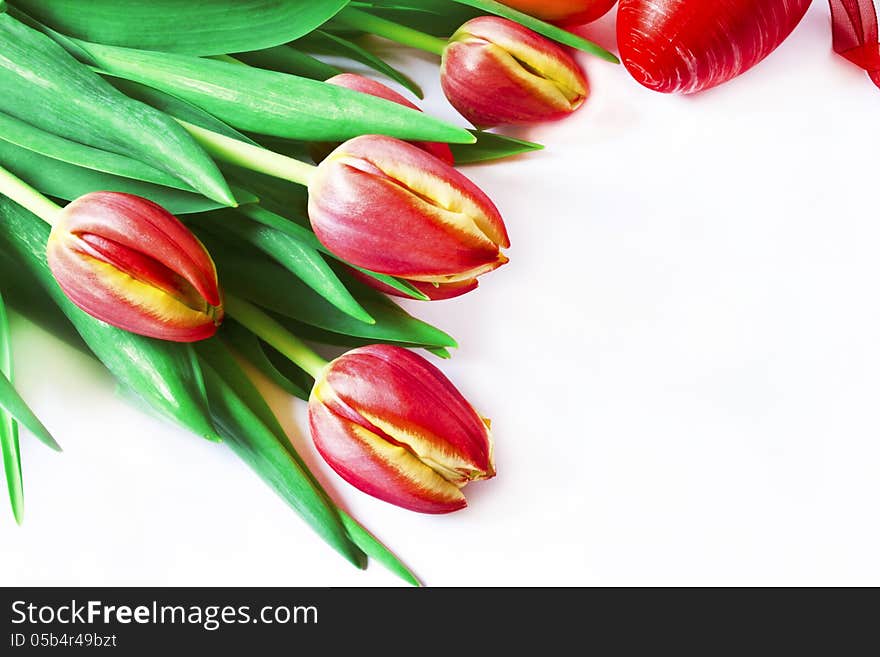 Beautiful red tulips, spring flowers. Beautiful red tulips, spring flowers