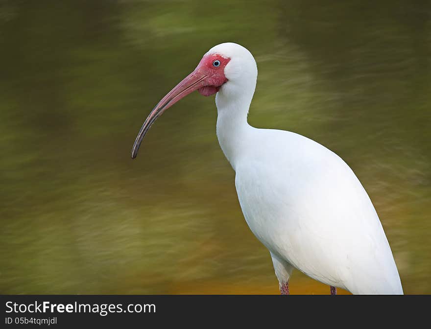 White Ibis