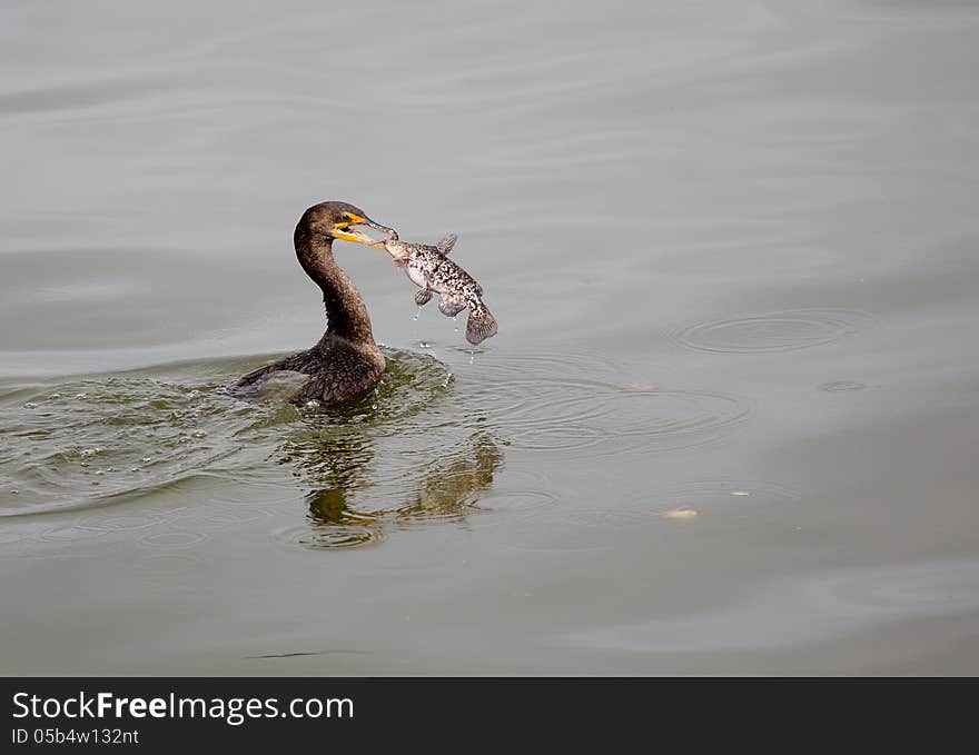 Cormorant And Fish