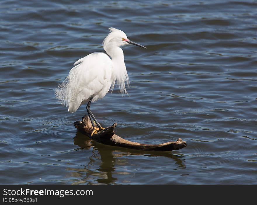 Snowy Egret on Driftwood with great plumage.