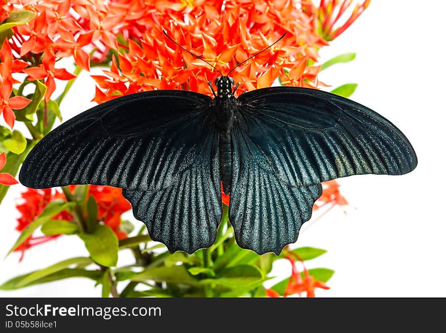 Close up of mail great mormon butterfly perching on red ixora flower, back side. Close up of mail great mormon butterfly perching on red ixora flower, back side