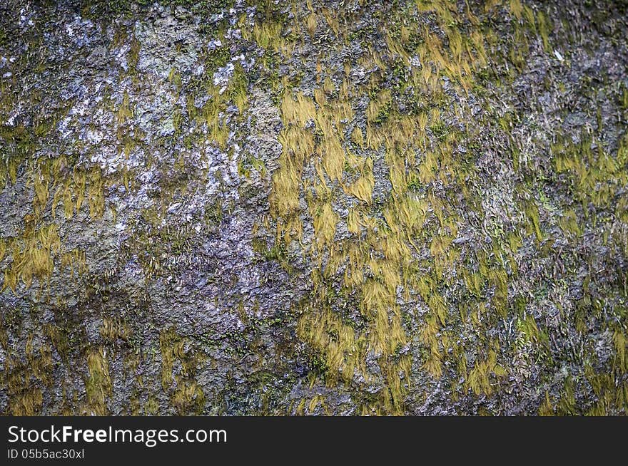 Stone Texture With Moss