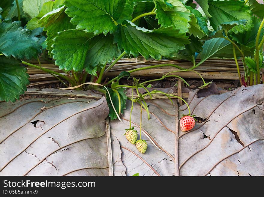 Strawberry plantation, focusing on strawberry fruits, one ripe fruit and two young fruits