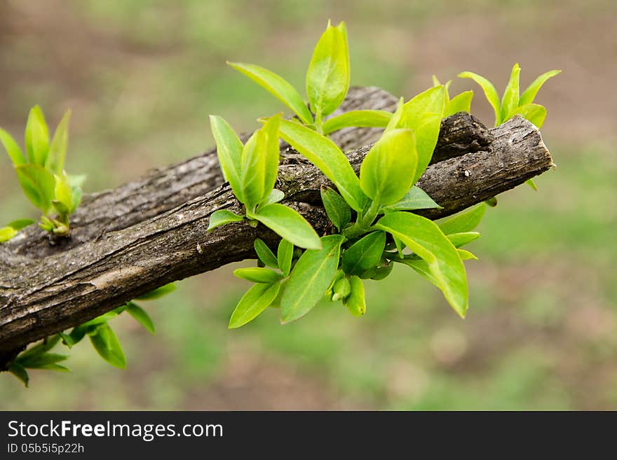 Earliest Spring Green Leaves On Old Branches