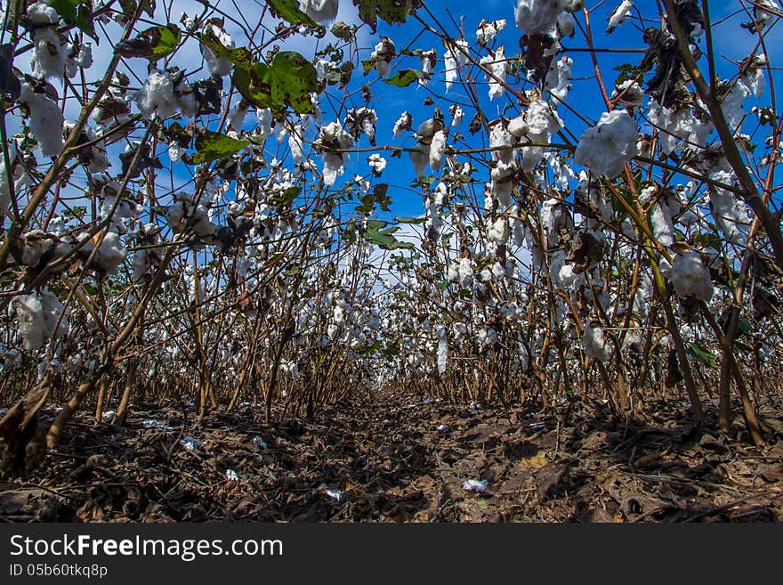 Unusual Perspective of a Row of Cotton Growing in a Cotton Field. Raw renewable materials. A traded commodity. Farming.