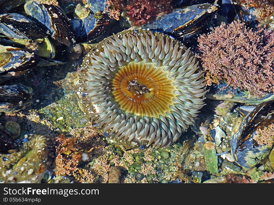 Sea Anemone in tide pools, Laguna Beach, California.