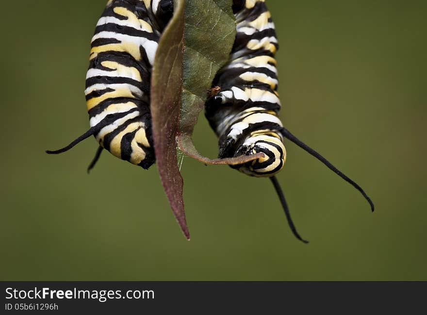 Black, yellow, and white striped monarch caterpillar surrounding and eating a brownish-green leaf against a green background. Black, yellow, and white striped monarch caterpillar surrounding and eating a brownish-green leaf against a green background