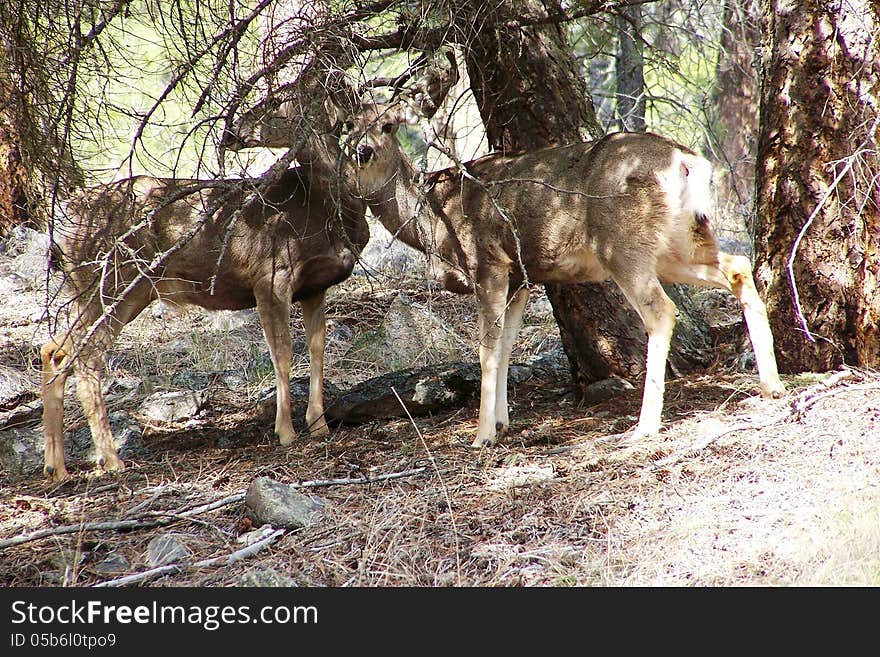 Two mule deer in their natural habitat, a coniferous forest, just off Old Hedley Road in the Similkamen Valley. Two mule deer in their natural habitat, a coniferous forest, just off Old Hedley Road in the Similkamen Valley