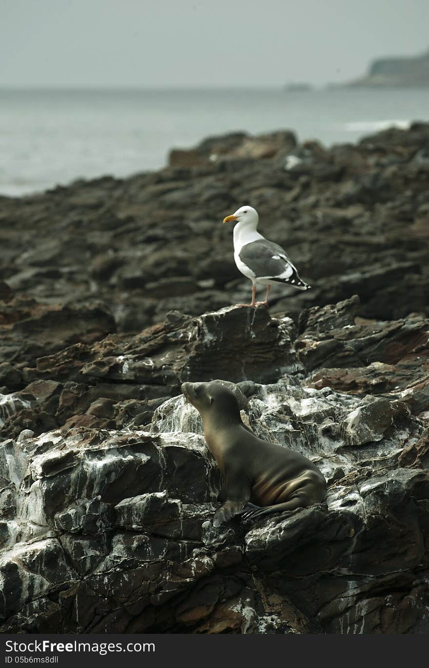 Sea Lion and Seagull resting at black lava field on at Palos Verdes, CA