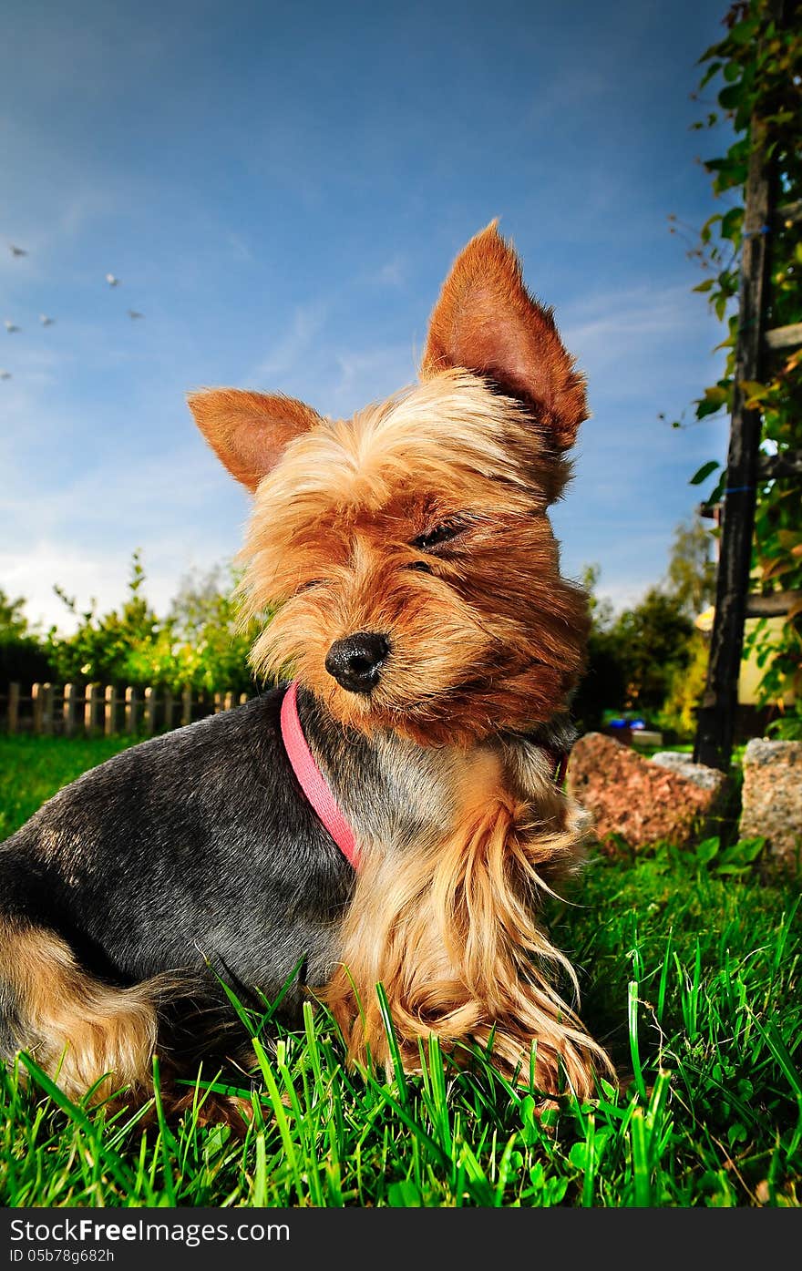 Yorkshire terrier looking at the sky, it's a dog dreamer ;)