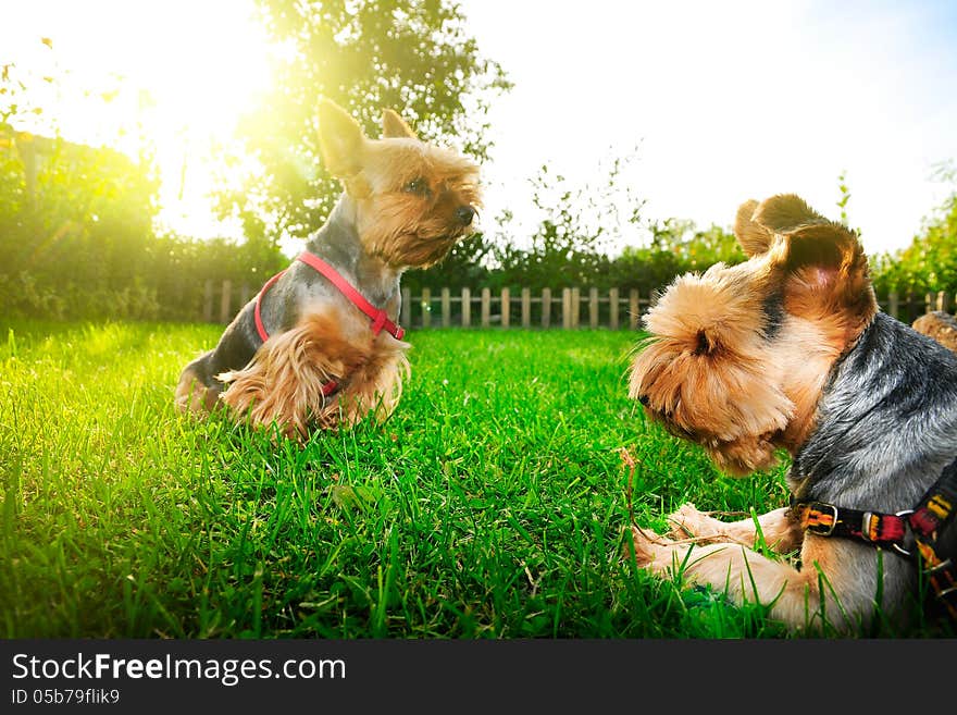 Yorkshire terrier looking at the sky, it's a dog dreamer ;)