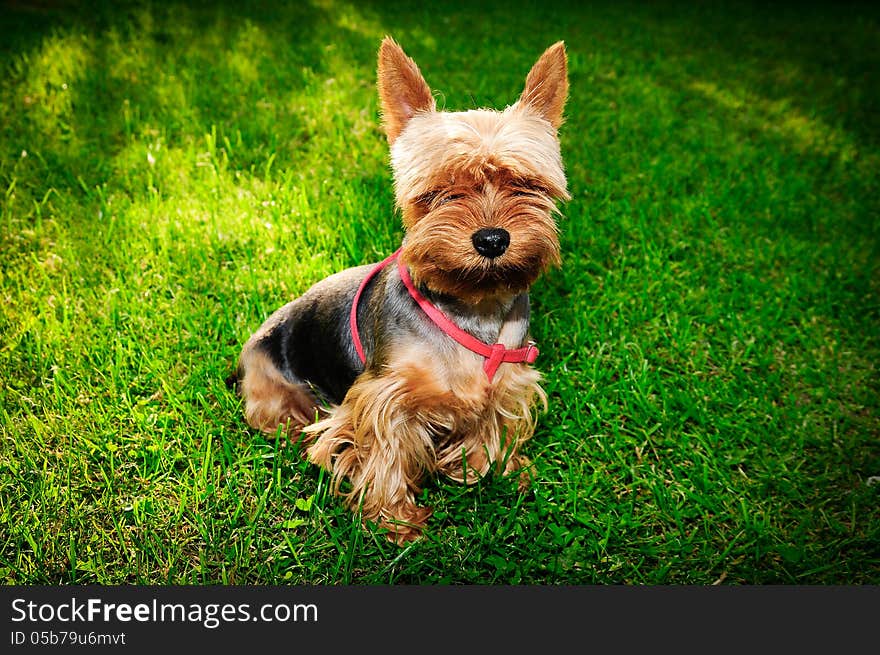 Yorkshire terrier looking at the sky, it's a dog dreamer ;)