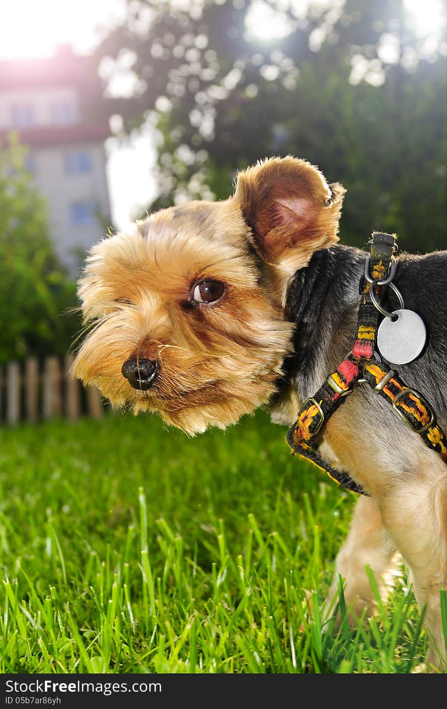 Yorkshire terrier looking at the sky, it's a dog dreamer ;)