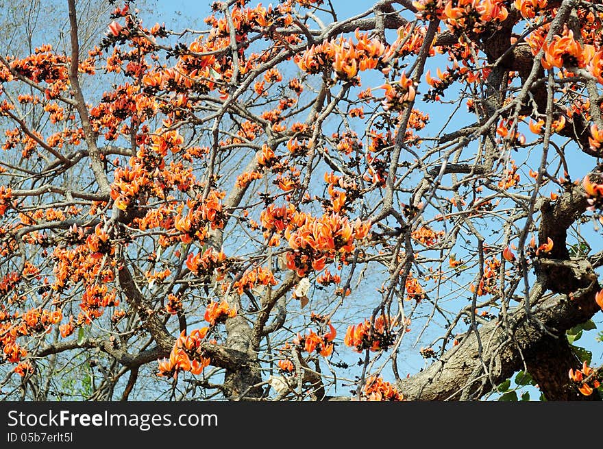 Chhola tree in full bloom