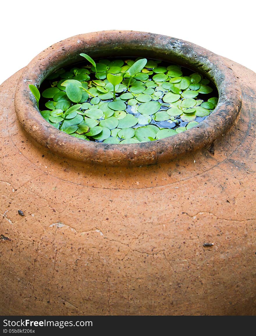 Earthenware jar with water weeds