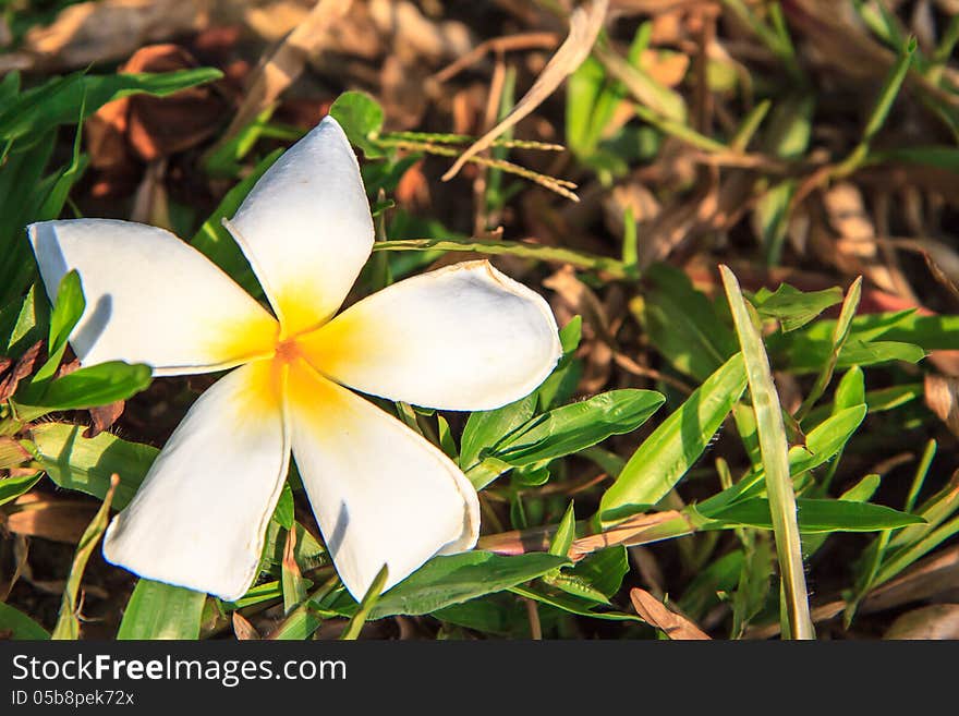 white frangipani on field .