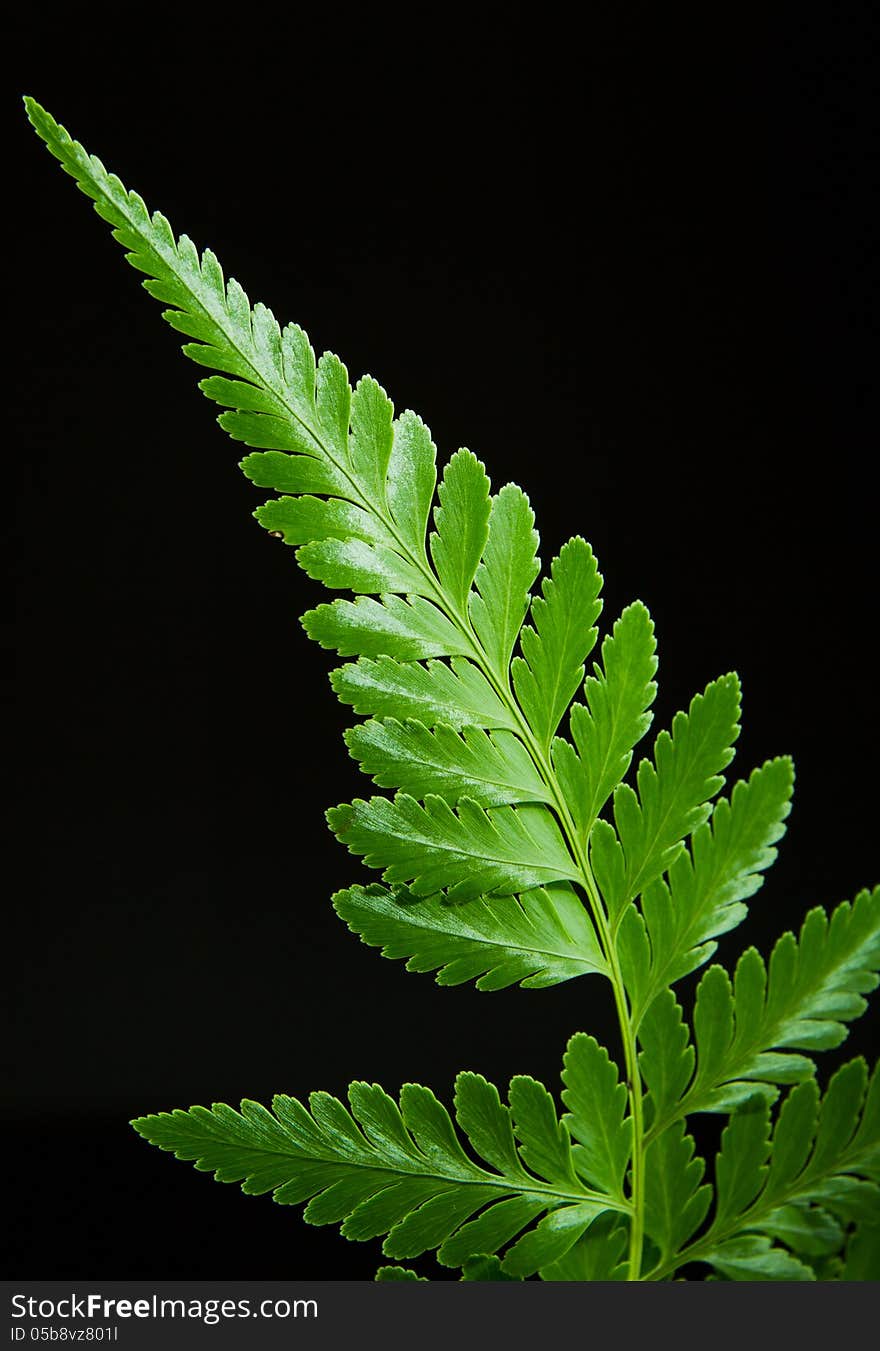 Fern leaf with black background