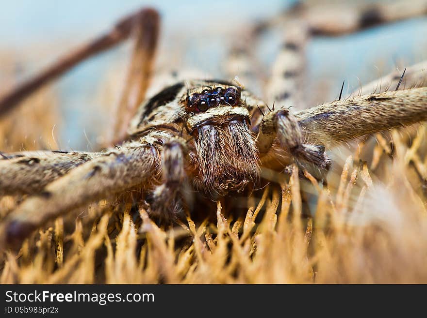 Giant House Spider