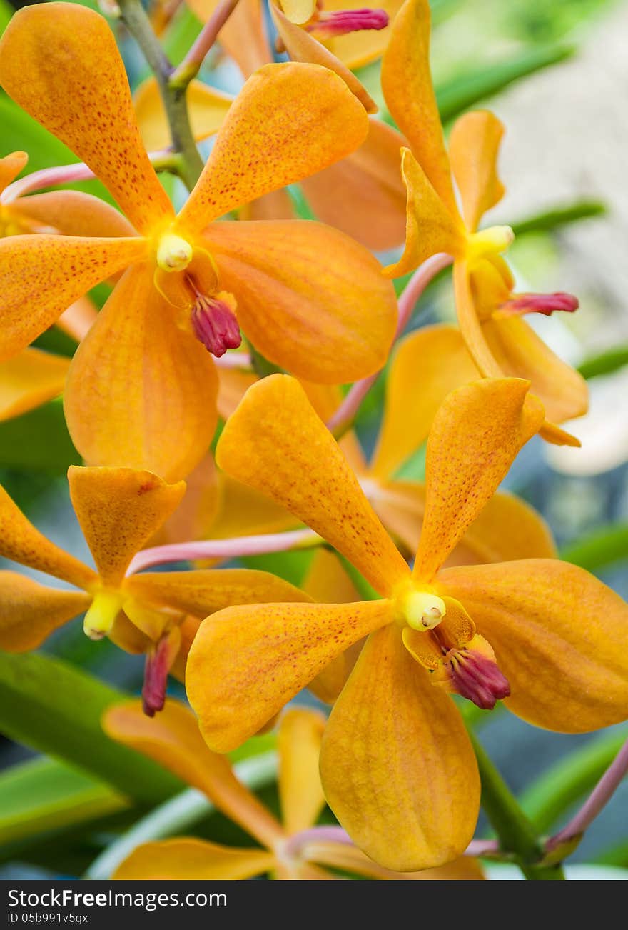 A bunch of yellow orchid under the sunshine