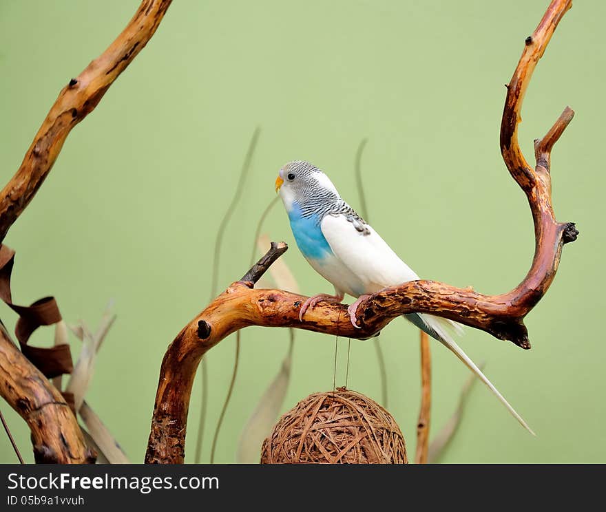 Budgie resting on a dry branch