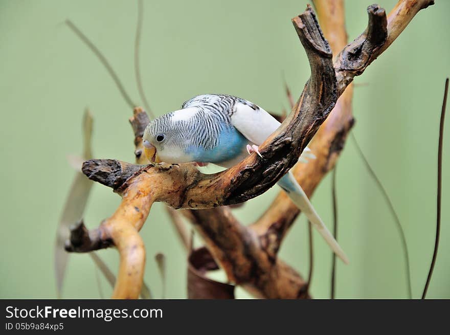 Budgie resting on a dry branch