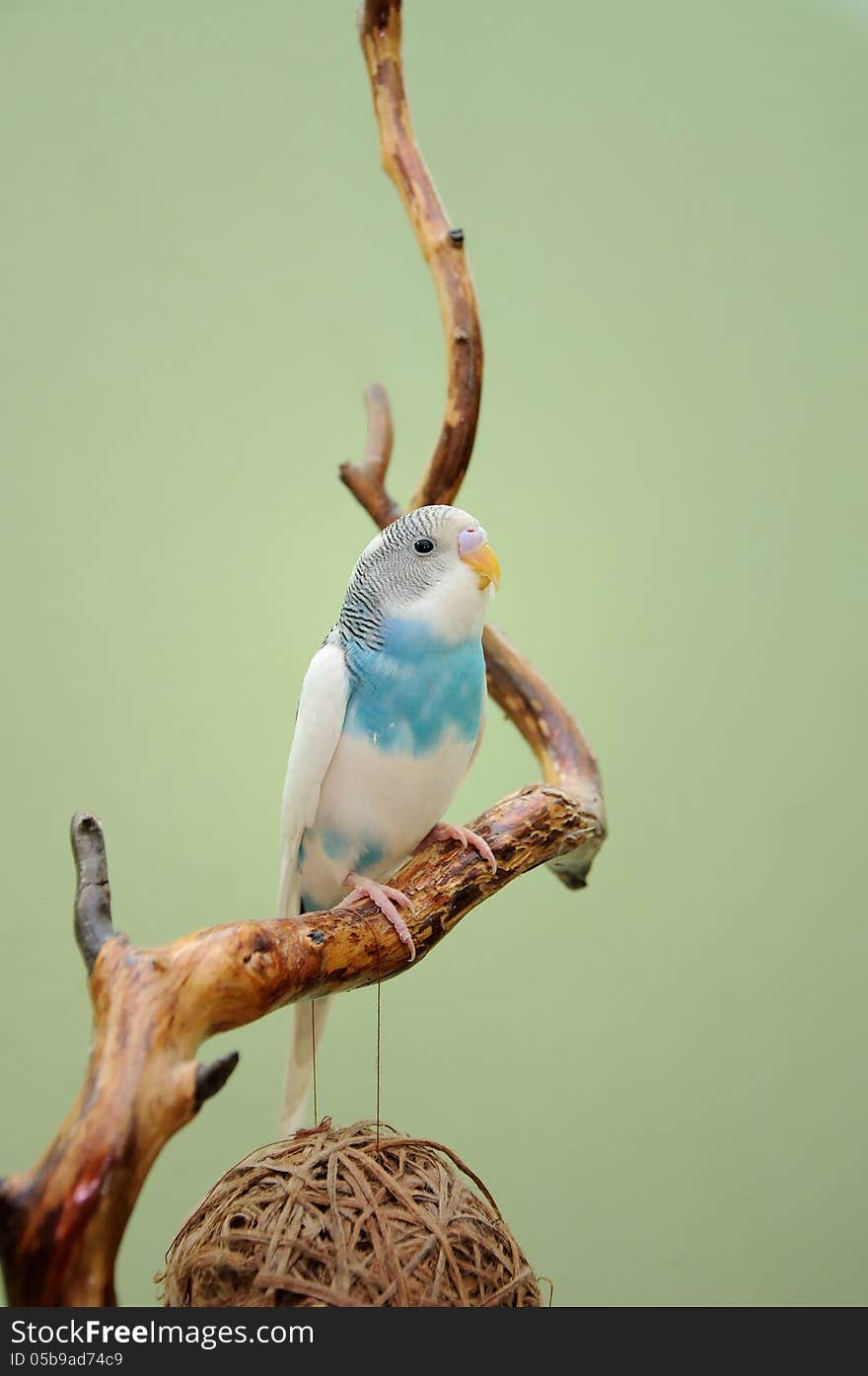 Budgie resting on a dry branch