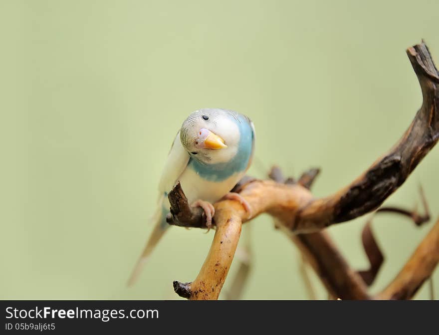 Budgie resting on a dry branch