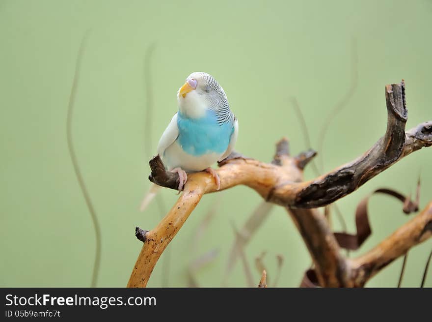 Budgie resting on a dry branch