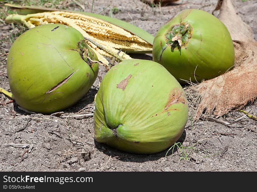 Three Coconuts On The Ground