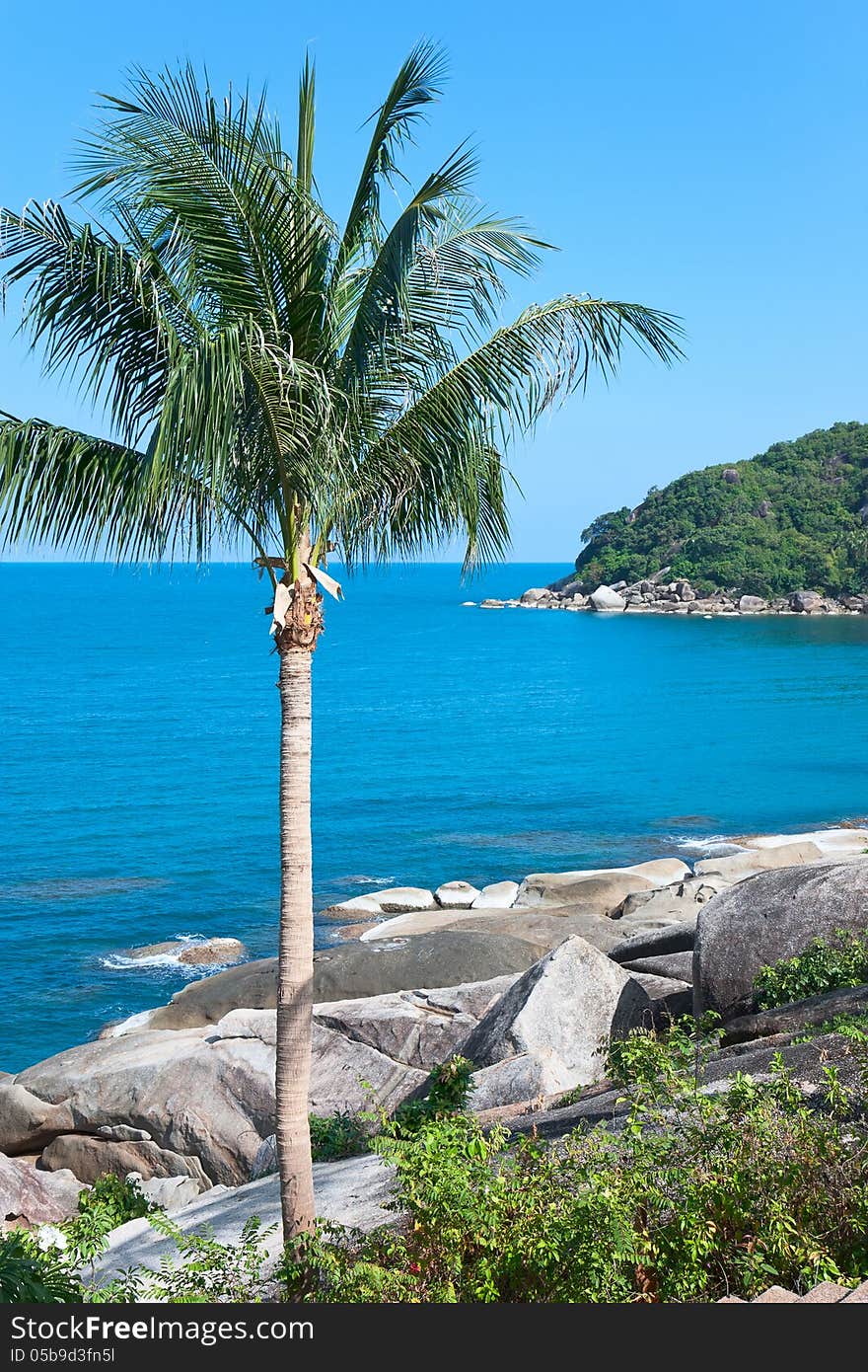 Coconut Palm On Stony Coast