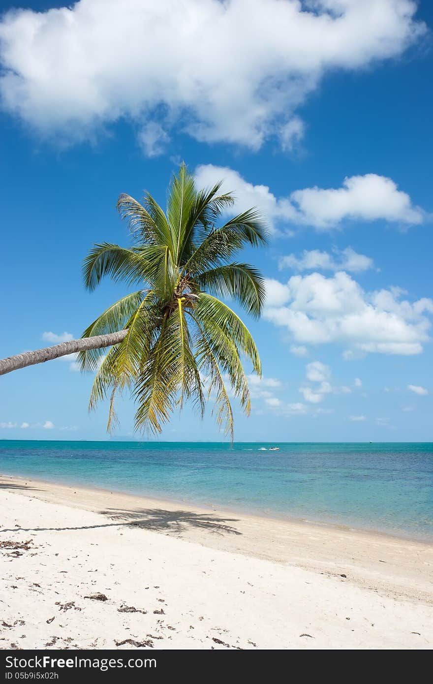 Palm tree on asian beach