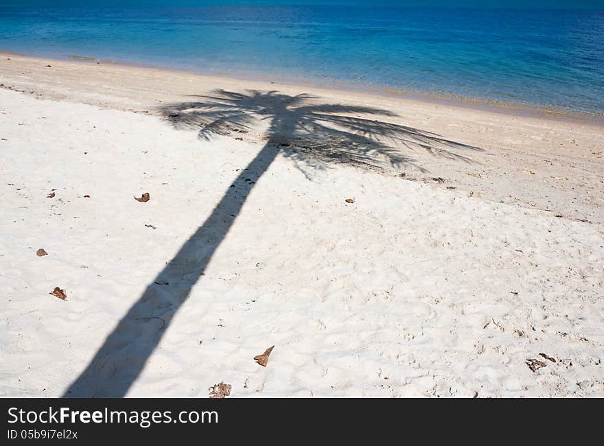 Coconut tree shadow