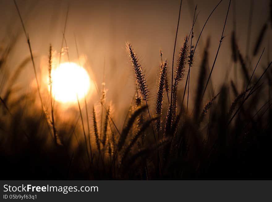 Sunrise on brown flower grass. Sunrise on brown flower grass