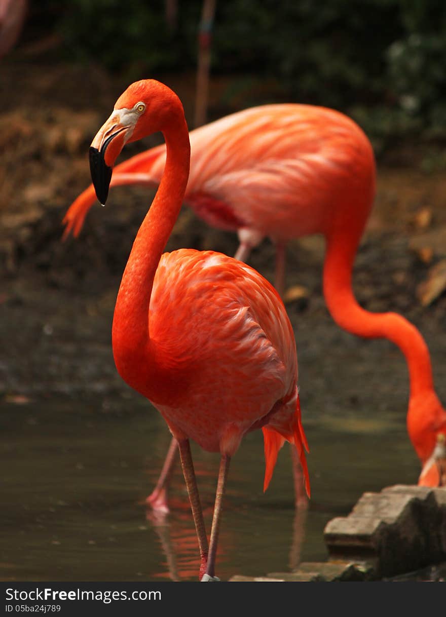 American Flamingo in bird sanctuary