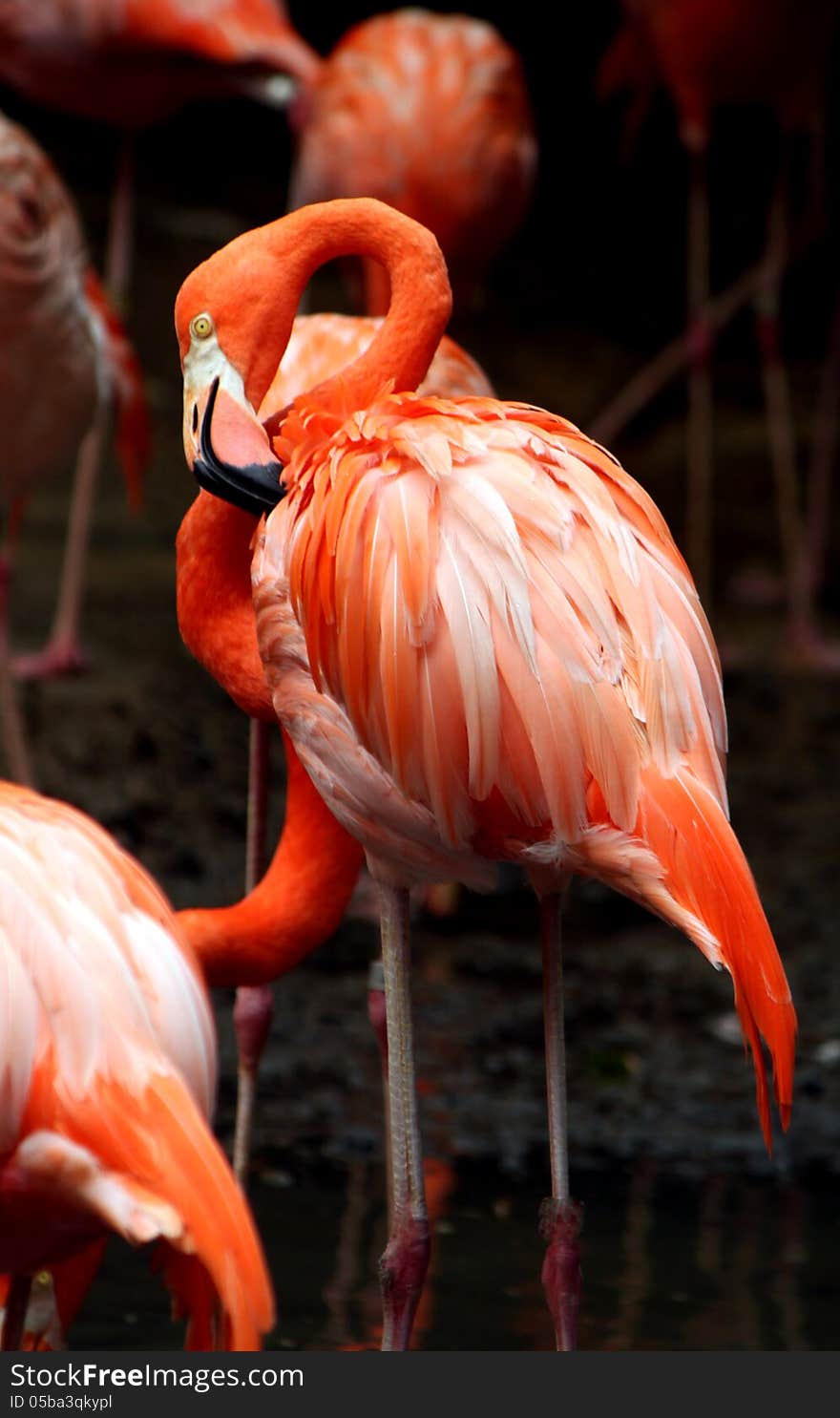 Flamingo Drying Wings