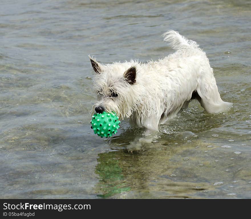 West Highland White Terrier