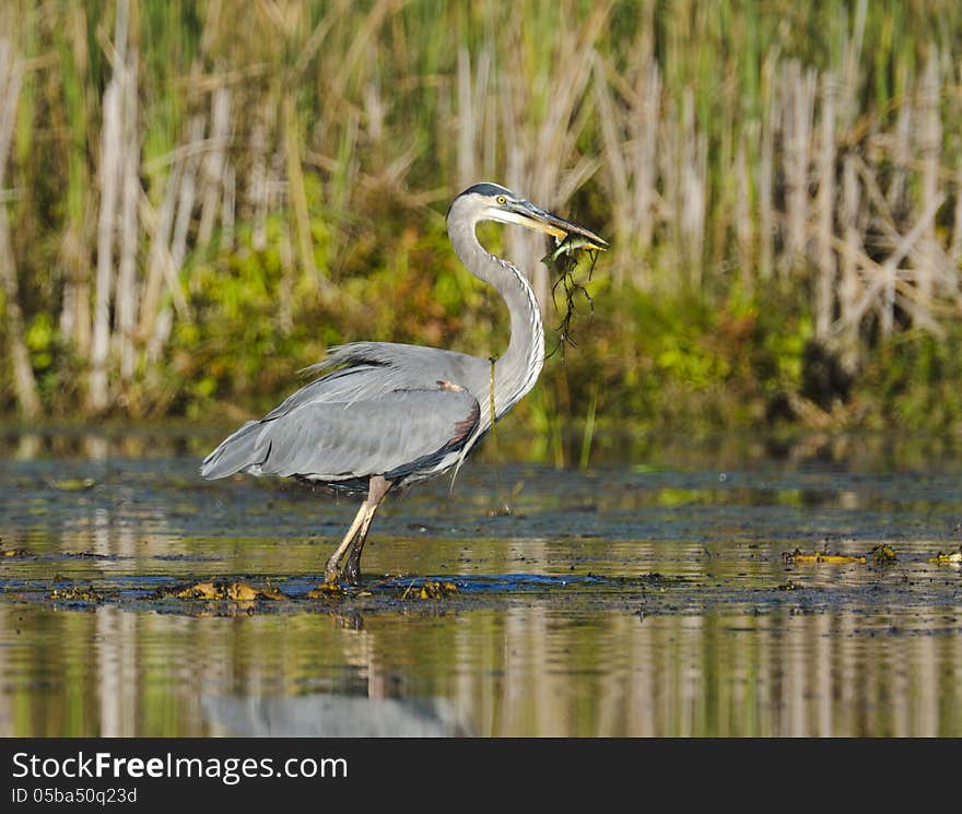 Heron Catches A Fish