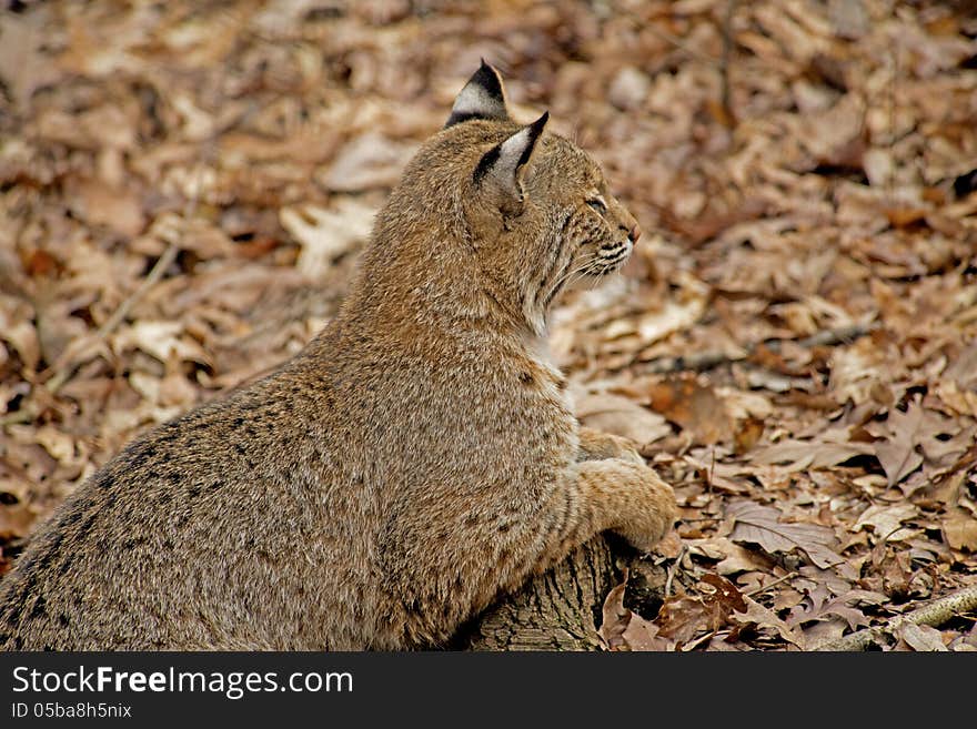 A large bobcat poses on a log.