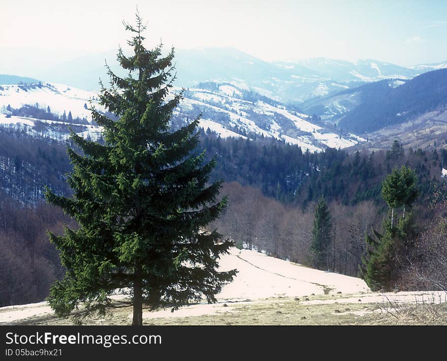 Fir tree in mountains. Carpathian mountain range, Ukraine. Fir tree in mountains. Carpathian mountain range, Ukraine.