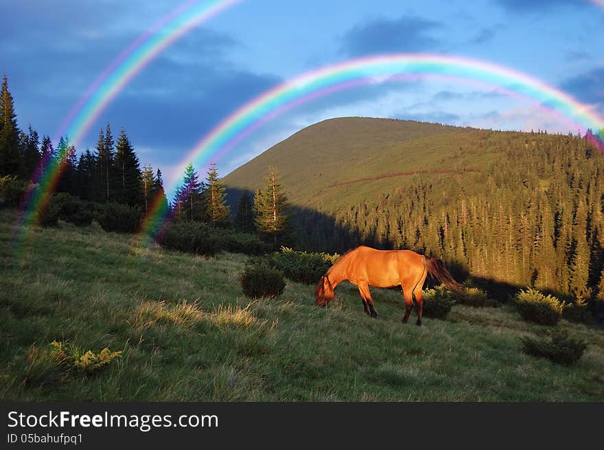 Horse grazing in the mountains and a beautiful rainbow. Horse grazing in the mountains and a beautiful rainbow