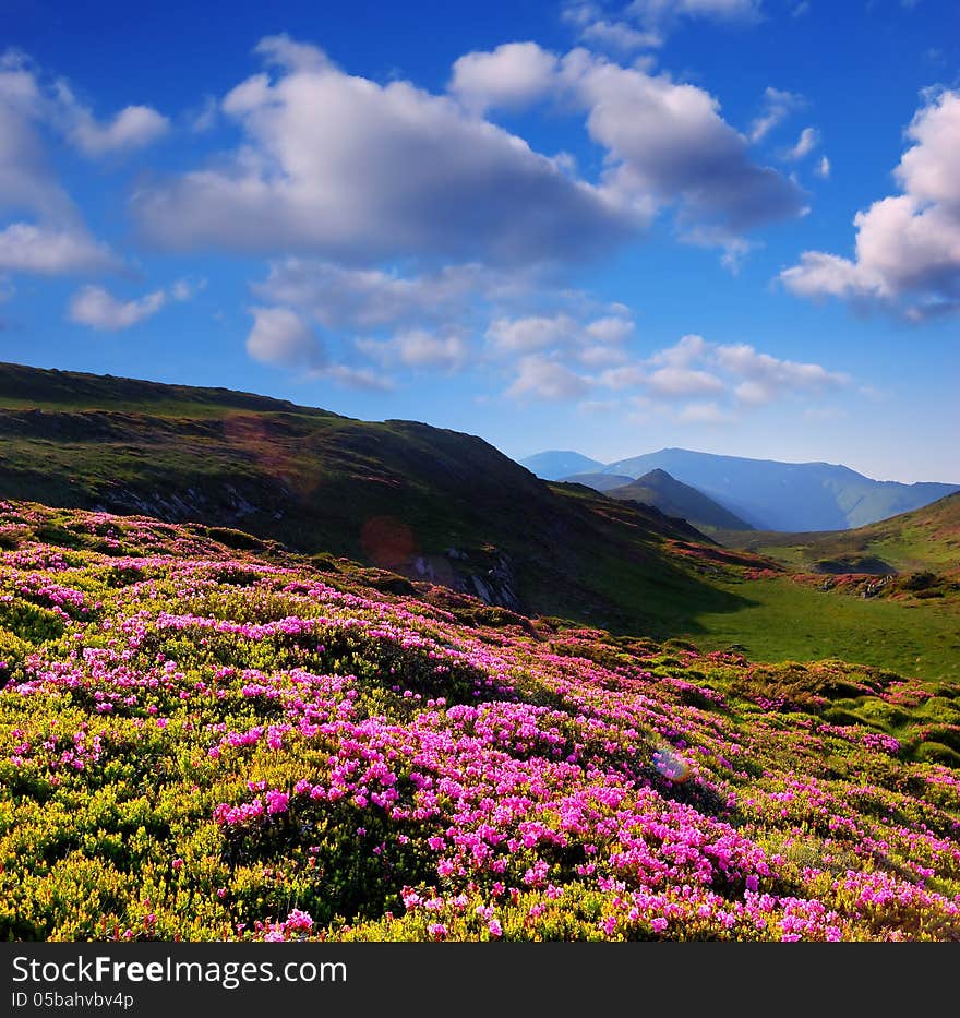 Blooming rhododendron in the mountains