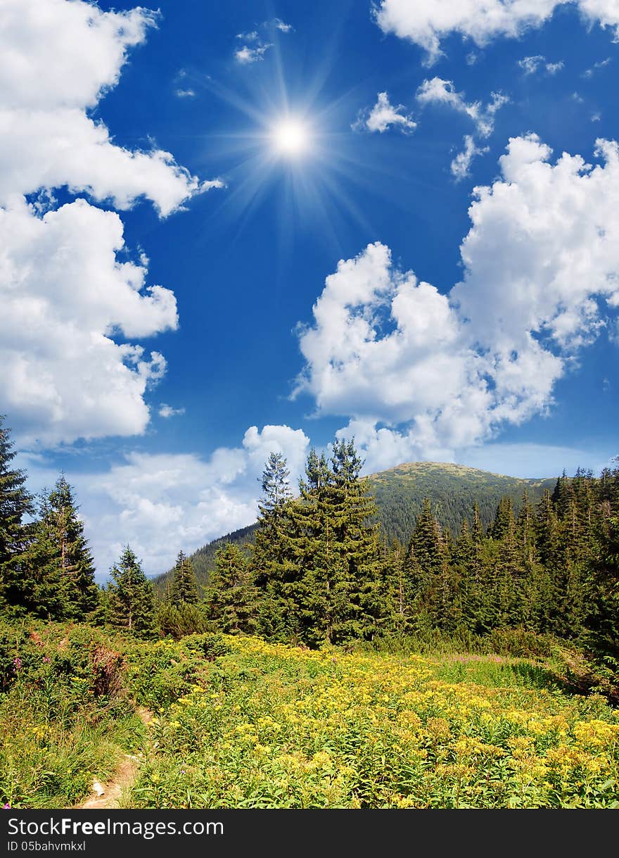 Forest with yellow flowers in the mountains