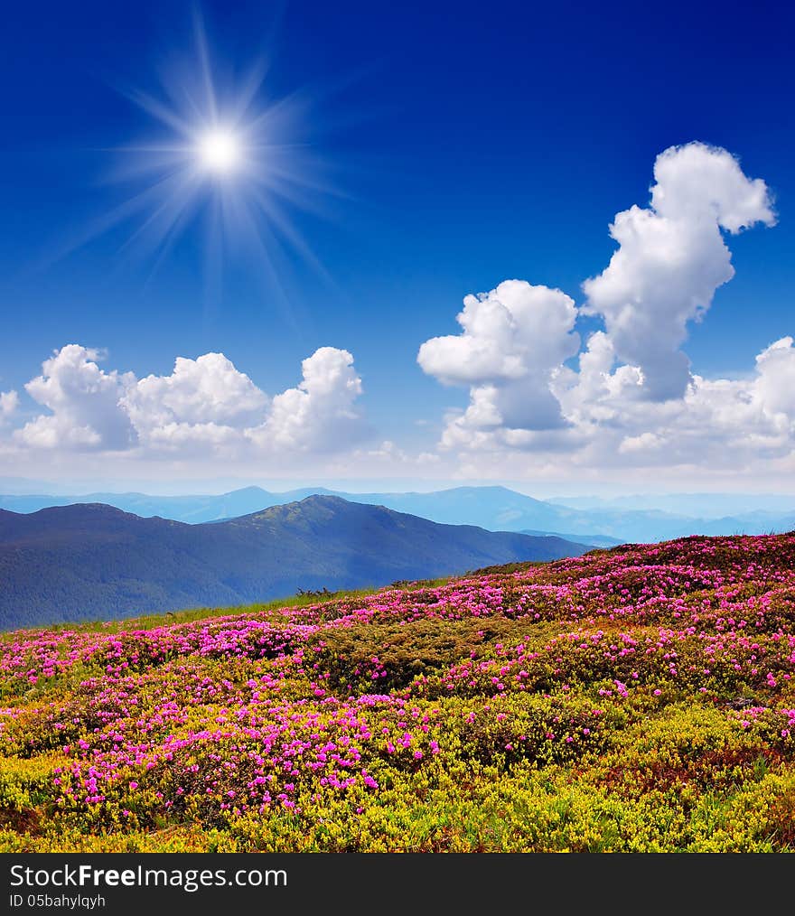 Sunny landscape with flowering mountain valleys. Sunny landscape with flowering mountain valleys