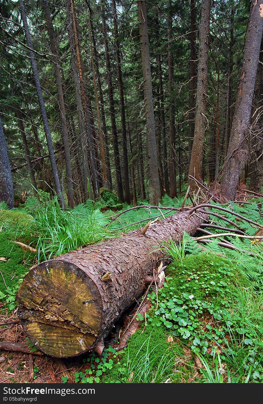 Forest after rain coniferous tree with its clipped. Forest after rain coniferous tree with its clipped