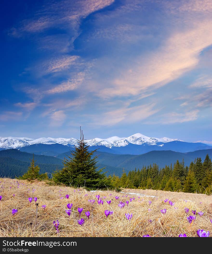 Spring landscape with beautiful mountain flowers crocuses