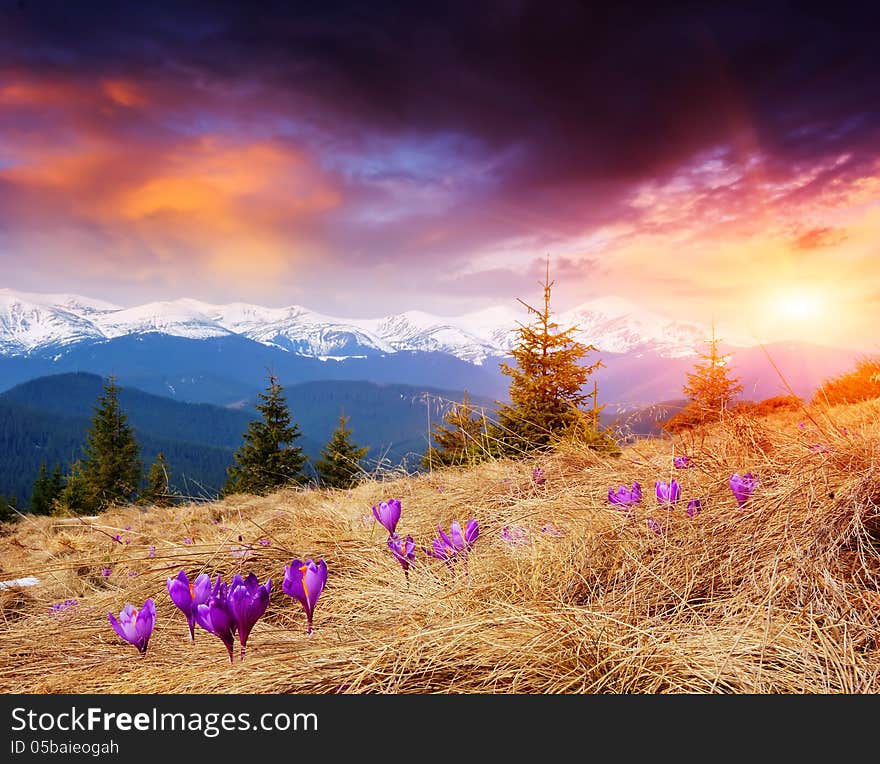 Flowering meadows and spring evening in the mountains