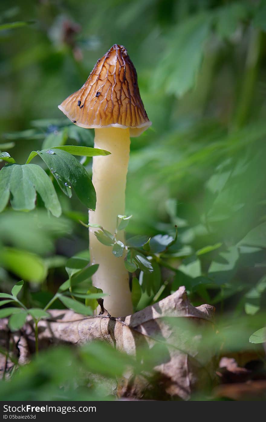 Mushroom