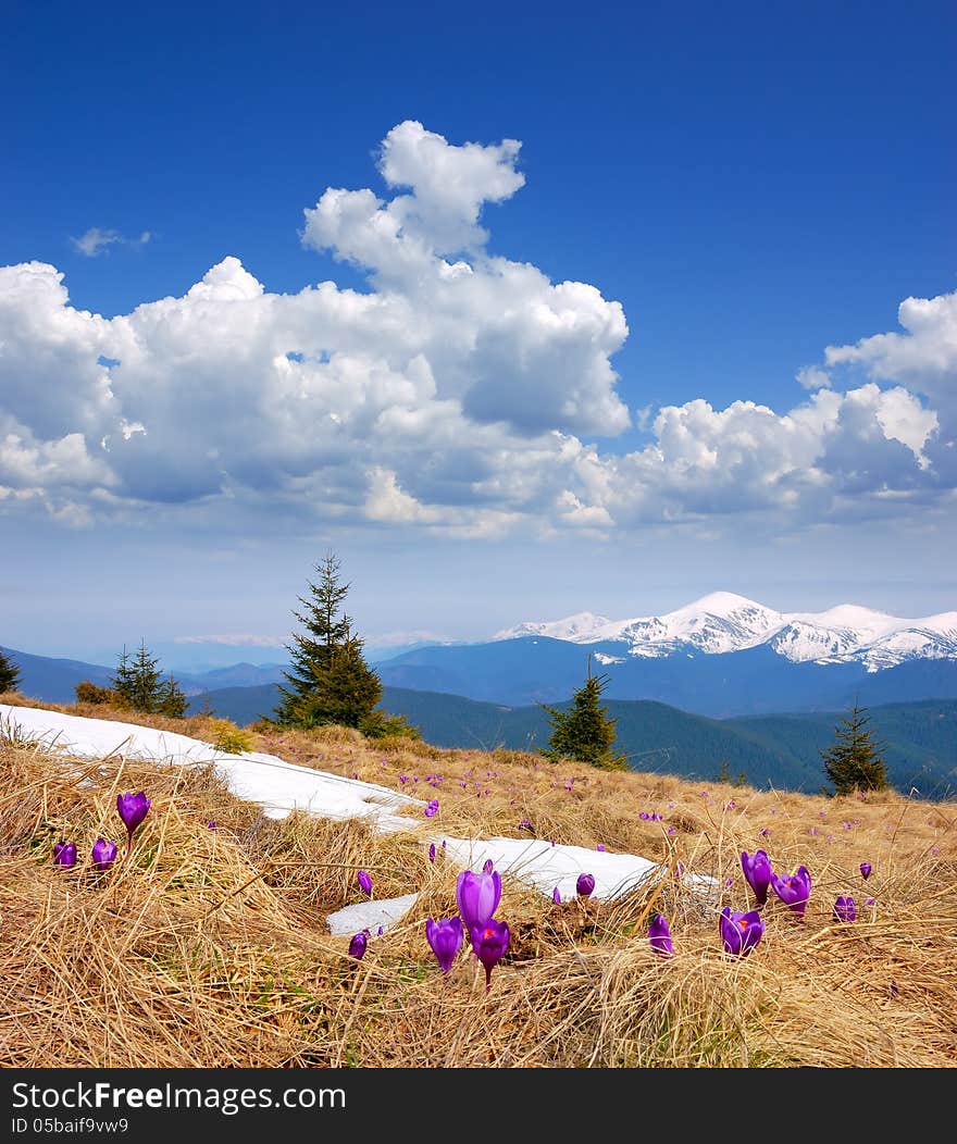 First flowers and the last snow in the mountains. First flowers and the last snow in the mountains.