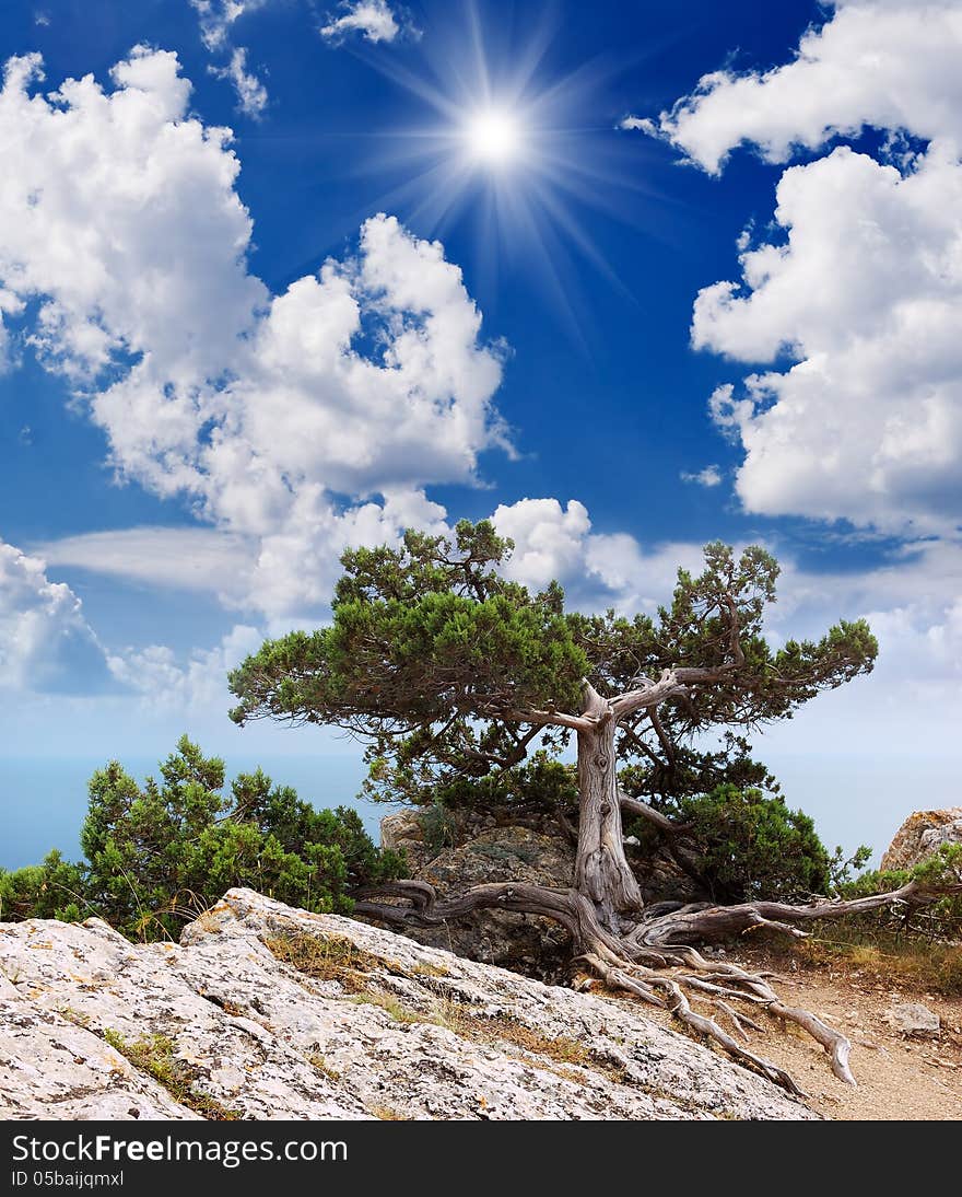 Sunny summer landscape with a tree on a cliff. The rock above the sea. Sunny summer landscape with a tree on a cliff. The rock above the sea