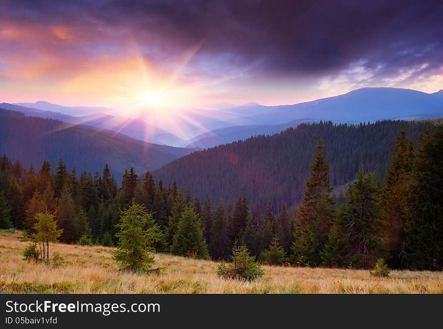 Forest in the mountains